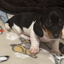 AKC Joker - Piebald male Dachshund puppy in Indiana from Dani’s Darling Doxies