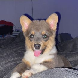 American Corgi and Pembroke Welsh Corgi Puppies from Grassy Lake Corgis