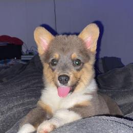 American Corgi and Pembroke Welsh Corgi Puppies from Grassy Lake Corgis