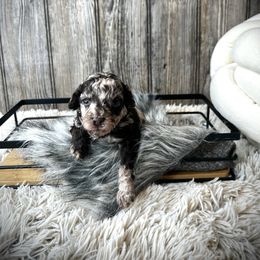 Simon - Chocolate and white male Havapoo puppy in from Pink Poodles and Doodles