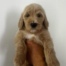 Girl 3 (light pink collar) - Cream female Goldendoodle puppy in San Diego, California from Southside Doodles