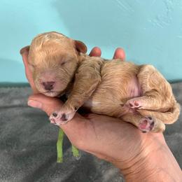 Rocky - Apricot male Goldendoodle puppy in Pendleton, Oregon from Blushing Doodles