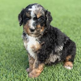 Moose - Blue merle male Bernedoodle puppy in Fortuna, California from Dalton Poodles and Doodles