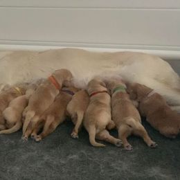 Golden Retriever Puppies from Sterling Run Retrievers