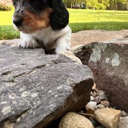 Dachshund Puppies from Boyer’s Dachshunds