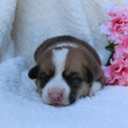 Elle - Sable female Pembroke Welsh Corgi puppy in North Manchester, Indiana from Covered Bridge Corgis