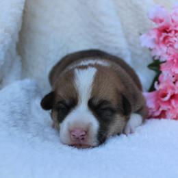 Elle - Sable female Pembroke Welsh Corgi puppy in North Manchester, Indiana from Covered Bridge Corgis