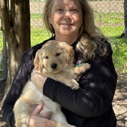 Golden Retriever Puppies from Gail’s Goldens