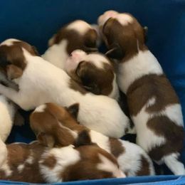 Nederlandse Kooikerhondje Puppies from Sunshine Kooikers