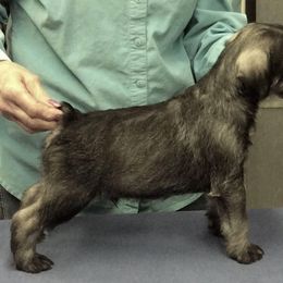 Standard Schnauzer Puppies from Stahlkrieger Standard Schnauzers