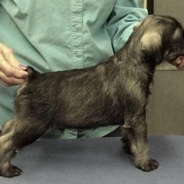 Standard Schnauzer Puppies from Stahlkrieger Standard Schnauzers