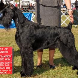 Giant Schnauzer and Miniature Schnauzer All Grown Up from Kalidor Kennels