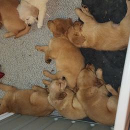 Golden Retriever Puppies from Stellar Acres Golden Retrievers