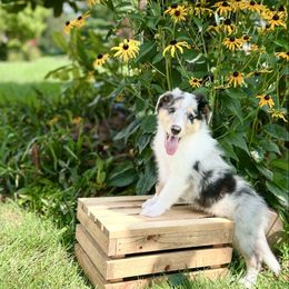 Prince Charming - Blue merle male Collie puppy in Chilhowie, Virginia from Jolly Collies & Kingdom Elite Yorkshire Terriers