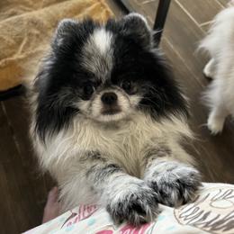 Boba - Pomeranian