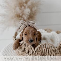 Hunny - Apricot female Goldendoodle puppy in Roanoke Rapids, North Carolina from Sweeter than Honey Doodles
