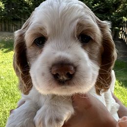 Kurt - Buff and white Cockapoo puppy in Salem, Oregon from Capital Doodles