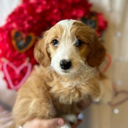 Hadley - Red Bernedoodle puppy in Maryville, Missouri from M&M Mini Bernedoodles