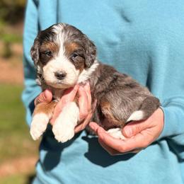 Sami - Blue merle female Bernedoodle puppy in Sugarcreek, Ohio from Cuddly Companion Doodles
