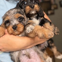 Cavapoo Puppies from Panda Puppies