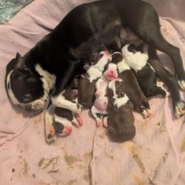 Bluebell - Black and white female Boston Terrier puppy in Thomasville, North Carolina from Jamie's Boston Terrier Babies