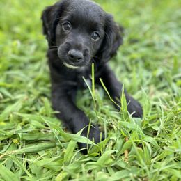 Aussiedoodle Puppies from Casee Wisniewski