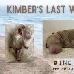 Dune - Apricot male Goldendoodle puppy in Inez, Texas from Heavenly H Doodles