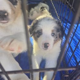Shaggy - Blue merle male Australian Shepherd puppy in Summerville, Georgia from H-F Farms