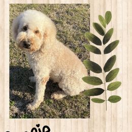 Gracie - Goldendoodle