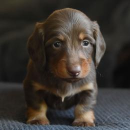 Dean - Chocolate and tan male Dachshund puppy in Momence, Illinois from Happy Little Doxies