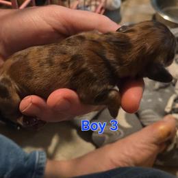 Joker - Dapple male Dachshund puppy in Mobile, Alabama from Mobile Mini Dachshunds
