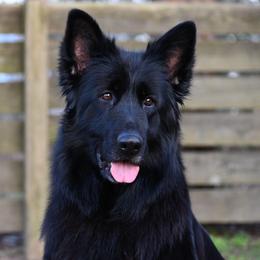 SG Talia van de Ianhoeve IGP2 - Black female German Shepherd puppy in Nacogdoches, Texas from Vom Hausgladfel