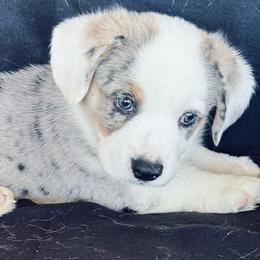 Apollo with blue eyes - Blue merle and white male Cardigan Welsh Corgi puppy in Huntington Beach, California from Gingerbread