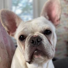 Missy - Cream female French Bulldog puppy in Greenfield, Missouri from Hope Mountain French Bulldogs