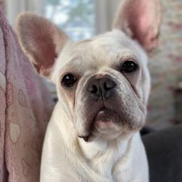 Missy - Cream female French Bulldog puppy in Greenfield, Missouri from Hope Mountain French Bulldogs