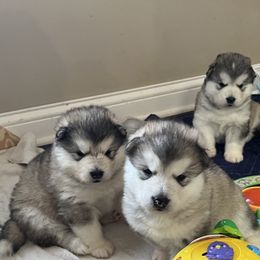 Alaskan Malamute Puppies from Sno-Ridge Alaskan Malamutes est 1972