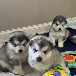 Alaskan Malamute Puppies from Sno-Ridge Alaskan Malamutes est 1972