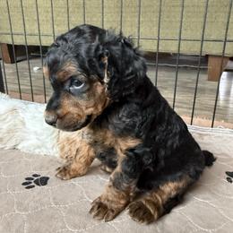 Meadow - Phantom female Poodle puppy in Peyton, Colorado from Fuzzybottoms Ranch LLC