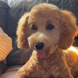 Goldendoodles from JJ