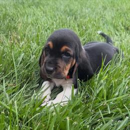 Orange collar- Jose - Black brown and white male Basset Hound puppy in Park City, Kansas from Stegmans Basset Hounds