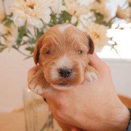 Ollie - Apricot male Goldendoodle puppy in San Tan Valley, Arizona from Golden Haven Puppies