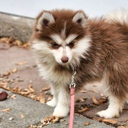 Bernedoodle, Cavapoo, and Pomsky Puppies from Hatz Off Puppies