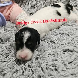 Girl 1 - Piebald female Dachshund puppy in Prattville, Alabama from Bridge Creek Dachshunds