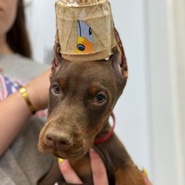 Red collar - Red and rust male Doberman Pinscher puppy in Tallmadge, Ohio from Premier Dobermans