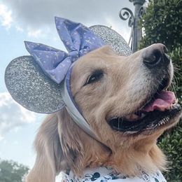 Golden Retrievers from Bailey's Golden Retrievers