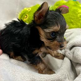 Mia - Black and tan female Yorkshire Terrier puppy in Surprise, Arizona from Blooming Beauties 🌼