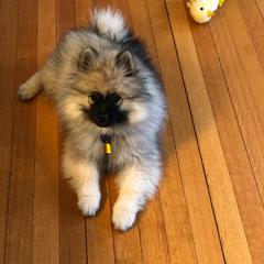 Keeshond Puppies from Kathy Dodge