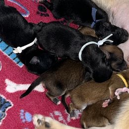 Pomeranians from Roxy's Pomeranian Puppies