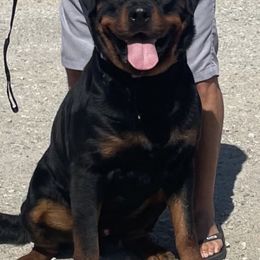 Bo - Rottweiler