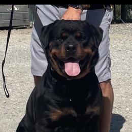 Bo - Rottweiler